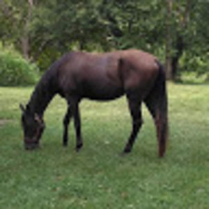 Meet your Posher, Joy